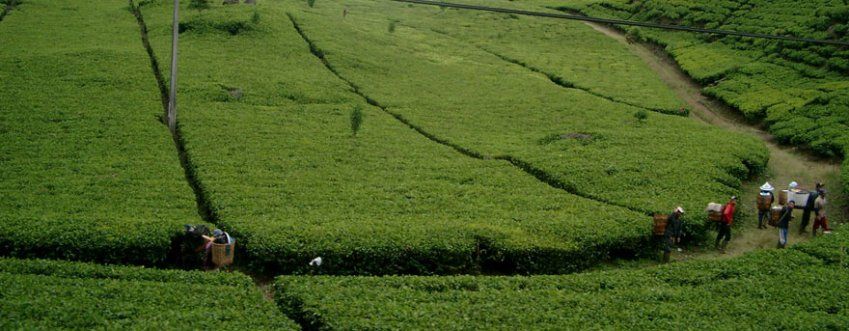 tienda de té