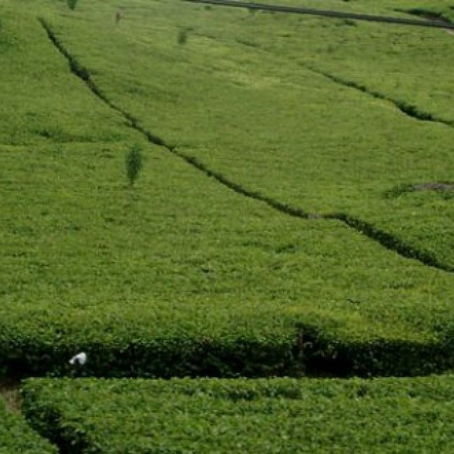 tienda de té